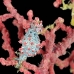 seahorse_pygmy_kbrbs3_v_0127_sul6491.jpg